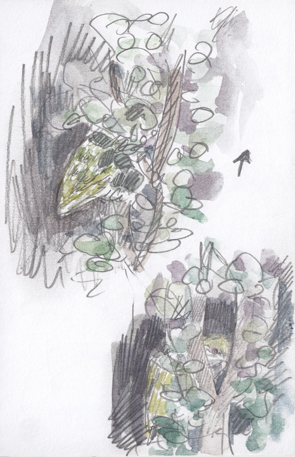 Kākāpō by Abby McBride, Image 1.