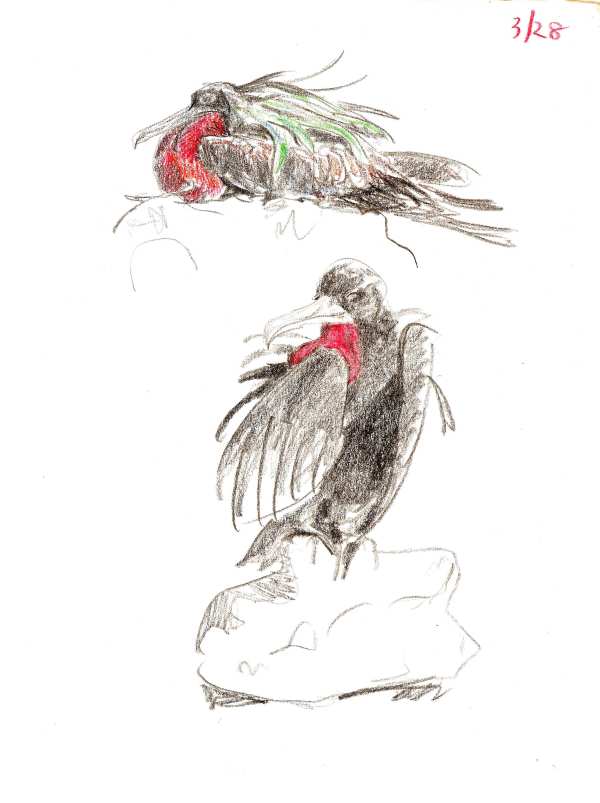 Great frigatebirds by Abby McBride