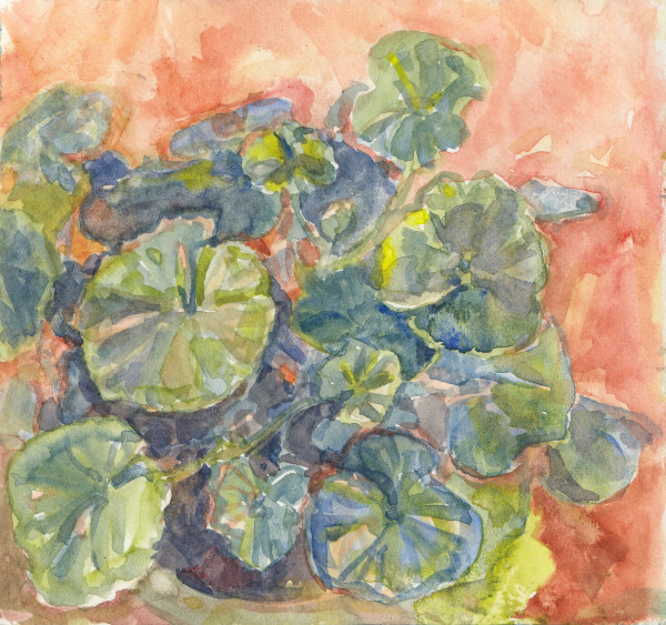Pelargonium by Abby McBride