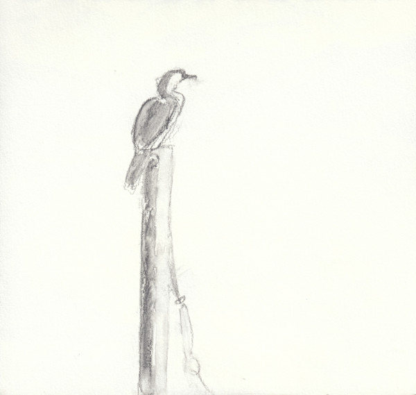 Pied Shag by Abby McBride, Image 1.