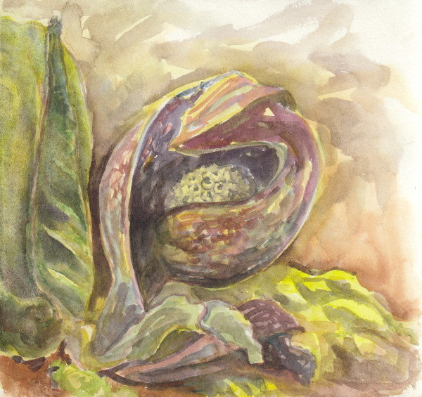 Skunk cabbage by Abby McBride