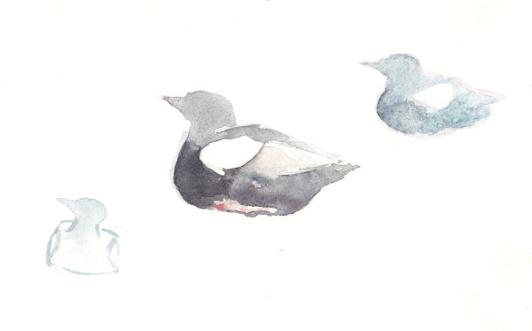 South-facing guillemots by Abby McBride