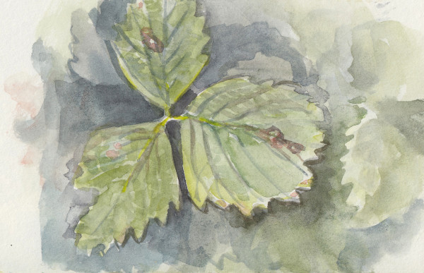 Strawberry leaves by Abby McBride