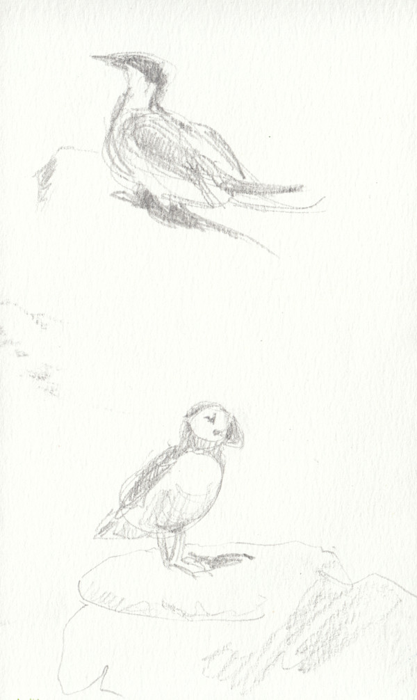 Tern and Puffin by Abby McBride, Image 1.