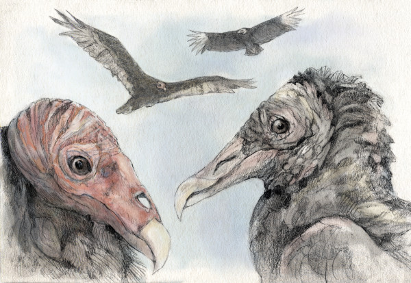 Turkey Vulture vs. Black Vulture