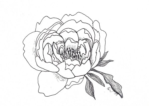 Peony by Kimberly McGraw Moore