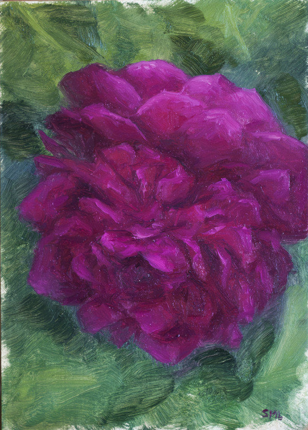 Peony (Solstice Study) by Sarah Marie Lacy