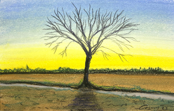 Backlit Tree by Anne M Bray