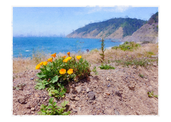 Poppies by the Pacific, CA1, California by Anne M Bray