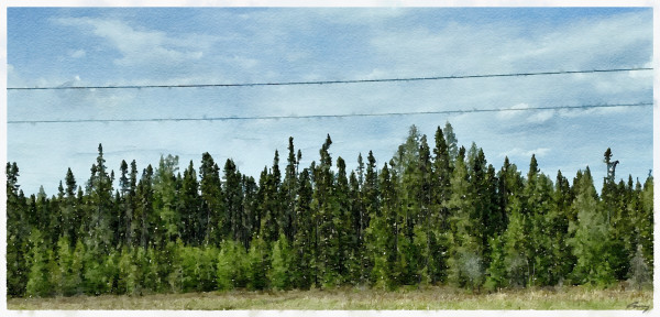 Boreal Forest, Ontario by Anne M Bray