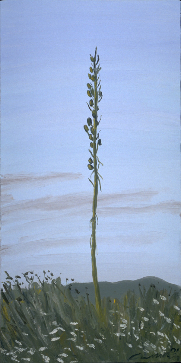 Yucca, 6.12 by Anne M Bray