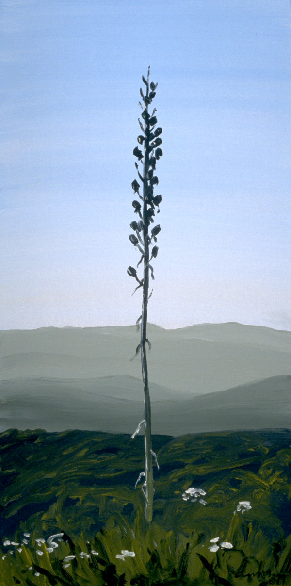 Yucca, 6.14 by Anne M Bray