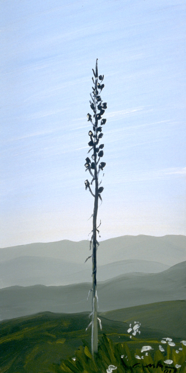 Yucca, 6.15 by Anne M Bray