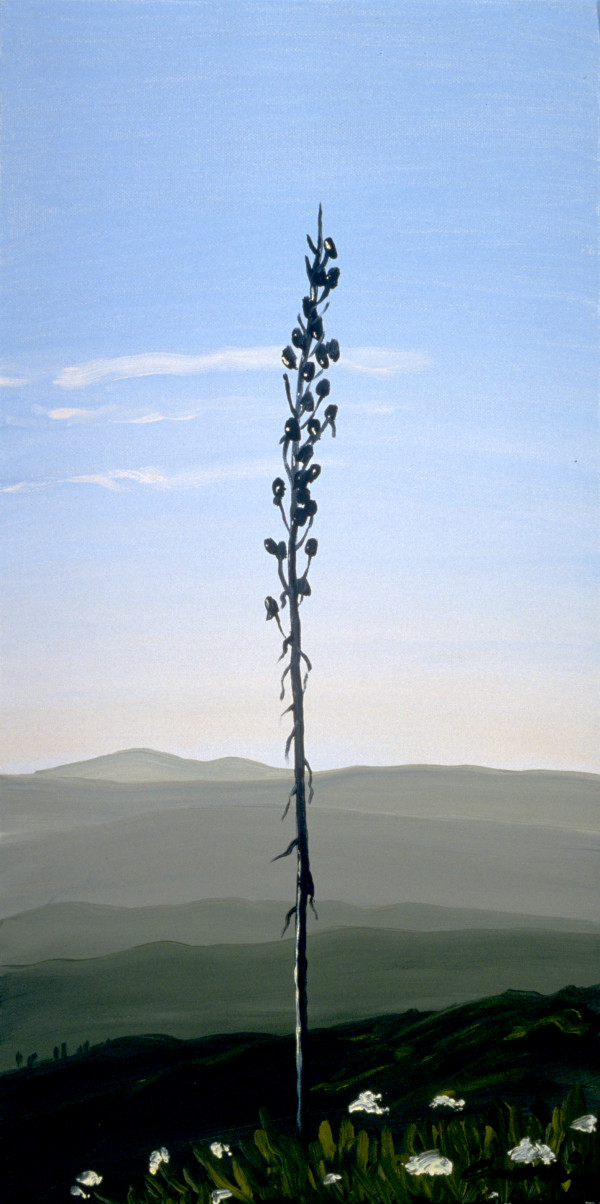 Yucca, 6.19 by Anne M Bray