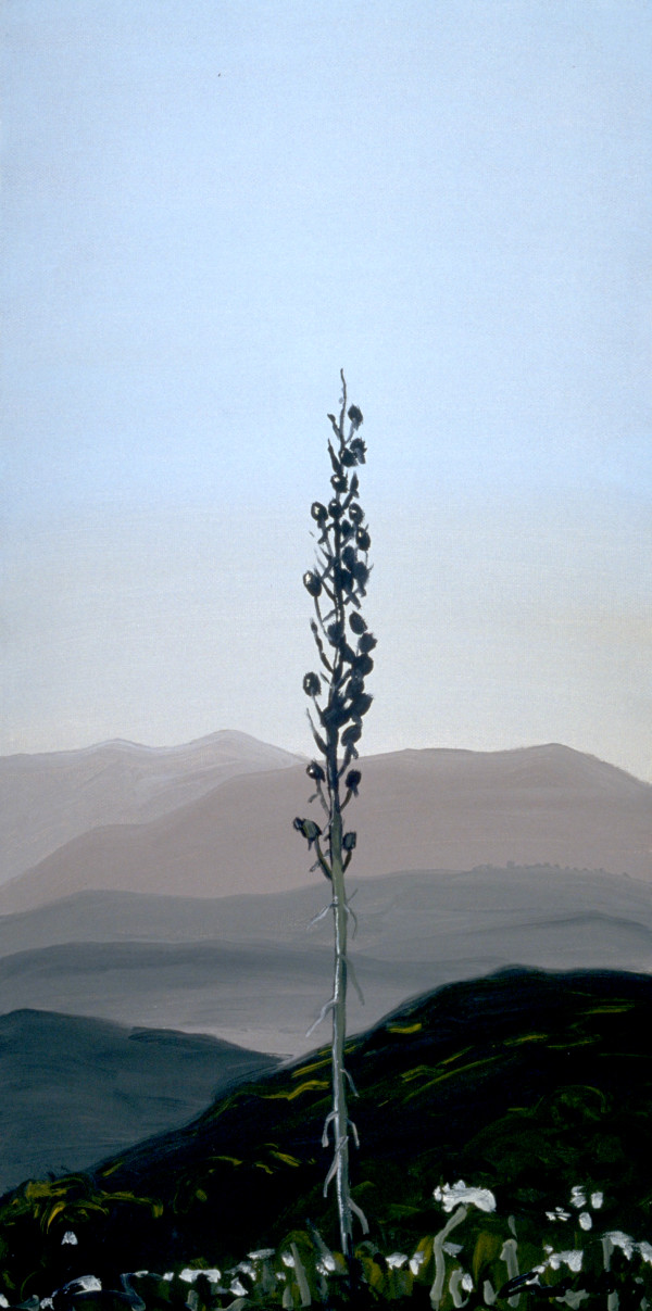 Yucca, 6.8 by Anne M Bray