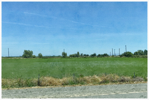 Rice Field, California by Anne M Bray