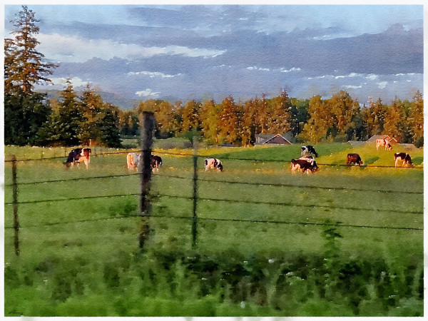 Cows at Sunset by Anne M Bray