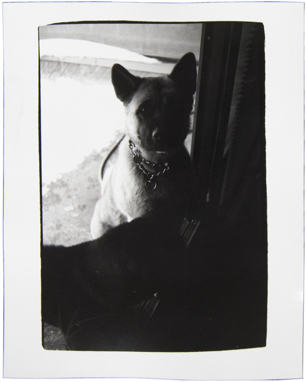 Dog by Andy Warhol