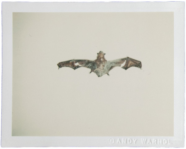 Bat by Andy Warhol