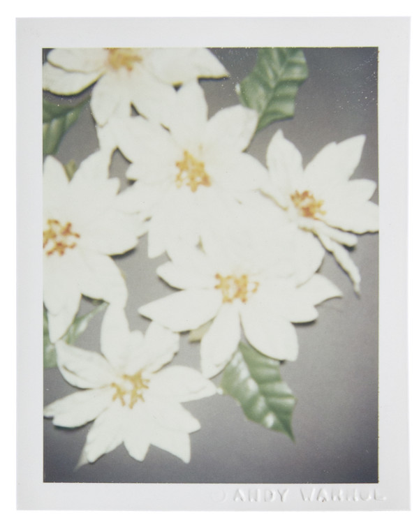 Christmas Poinsettias-White by Andy Warhol