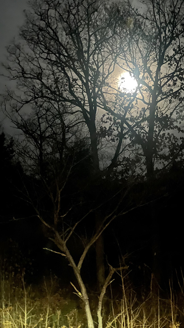 Full moon through the trees by Alice Eckles