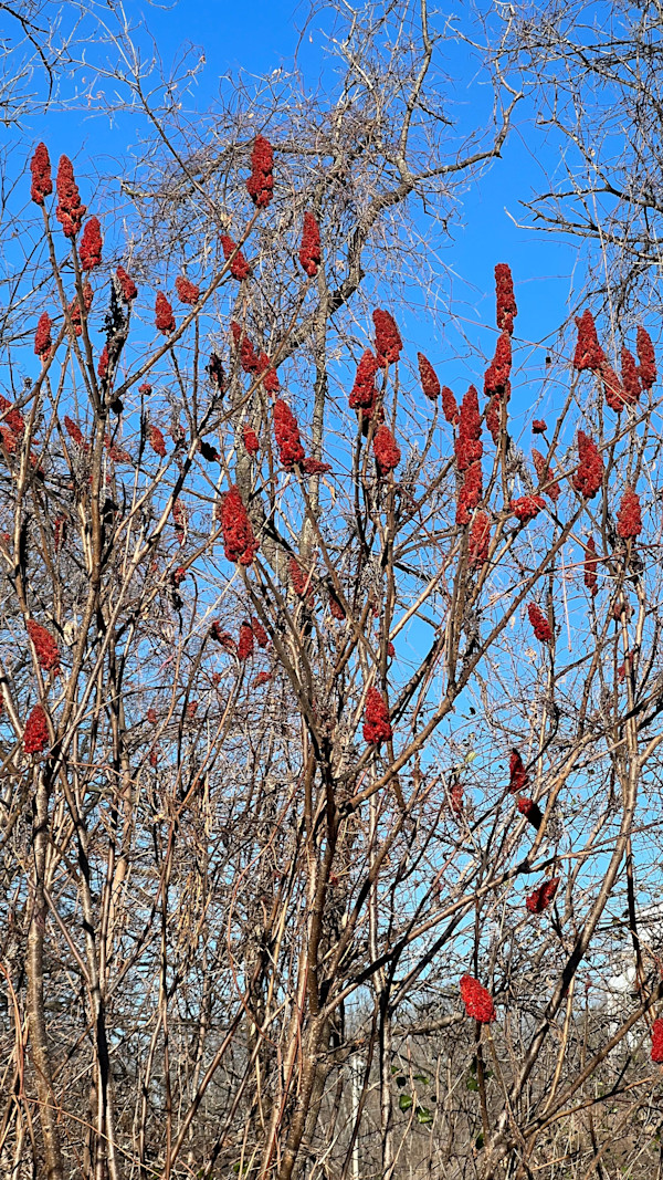 Sumac against blue sky by Alice Eckles