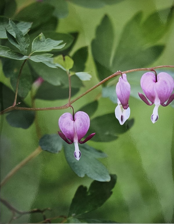 My Bleeding Heart II by Beth Steeples