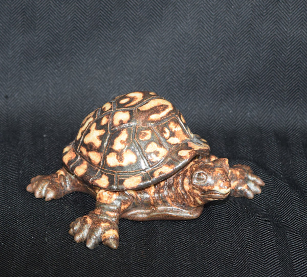 Ornate Box Turtle by Kristine Souder