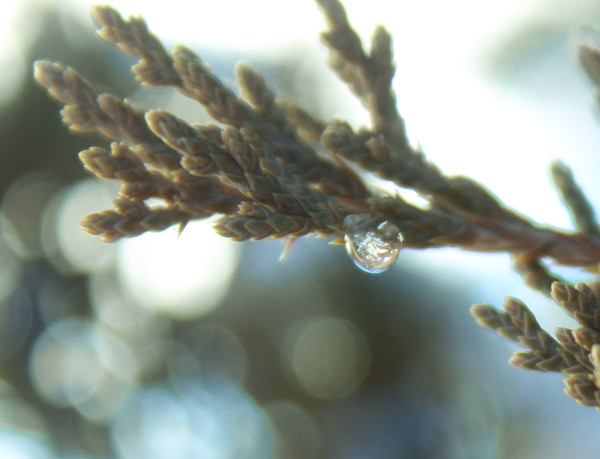 A Single Drop by Amy Clark