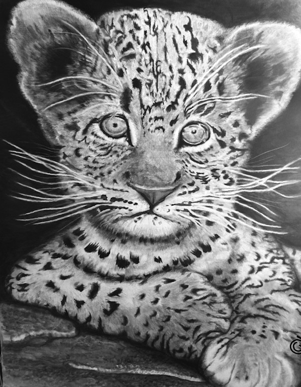 Amur Cub by Anthony Franklin