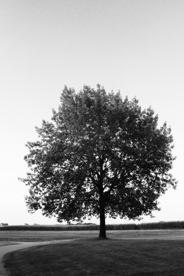 Black and White Tree by Amy Clark