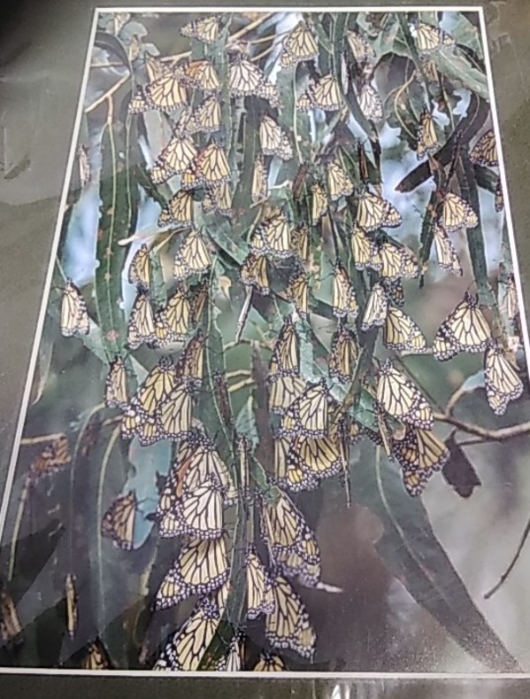 Migrating Monarch Butterflies by Bob Ratcliff