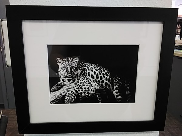 Leopard Spots b/w by Marc Wallace