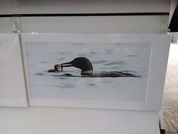 mother loon feeding babies by Bob Ratcliff