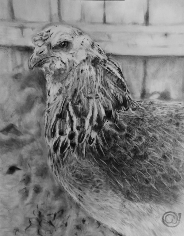 Lacey the Hen by Anthony Franklin