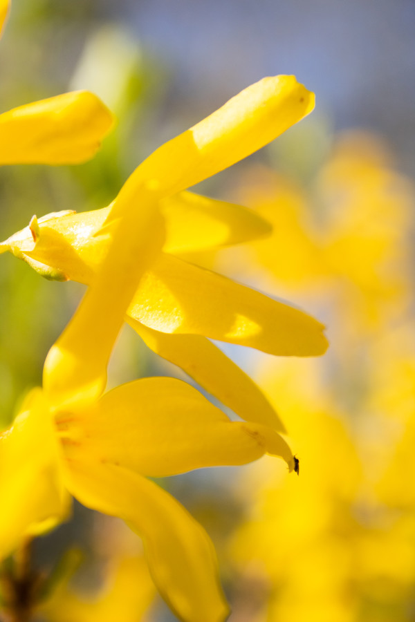 Macro Yellow Petal by Amy Clark