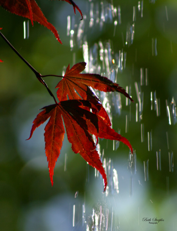 Maple Leaf in Waterfall I by Beth Steeples