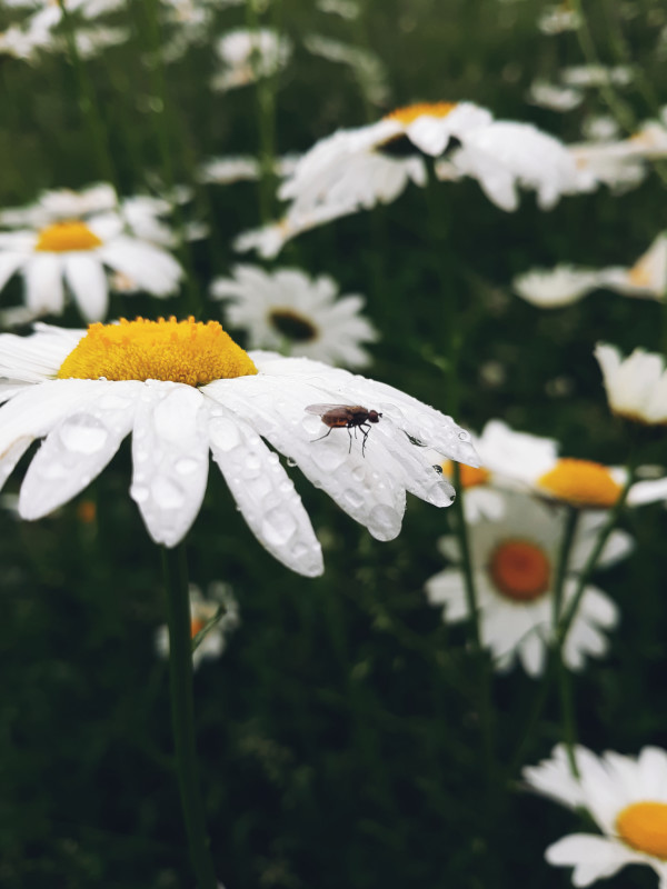 Untitled by Jessica Brown