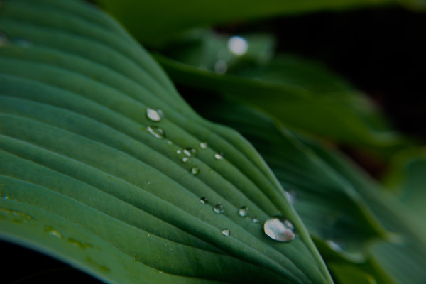 Raindrops in the Garden by Amy Clark