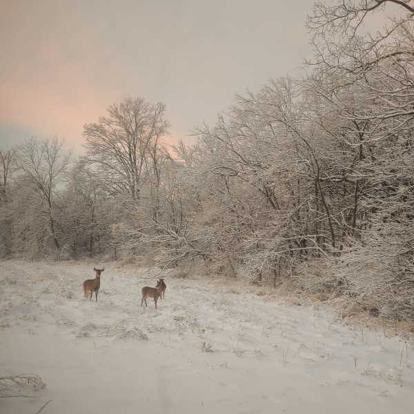 Magical Winter Morning by Rebecca Williamson