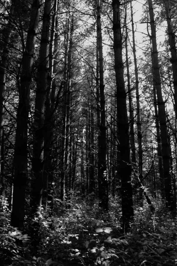 Wildcat Den State Park 4 by Amy Clark