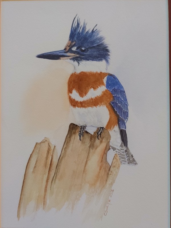 Belted Kingfisher by Christine White Swetye