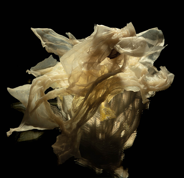 Primordial by Lori Illner Greene, Image 1.