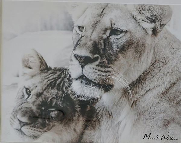 Lioness and Cub by Marc Wallace