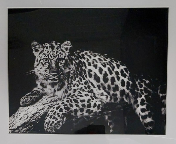 Leopard Spots by Marc Wallace
