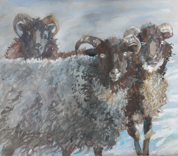 Icelandic Sheep in Winter by Carlene Dingman Atwater
