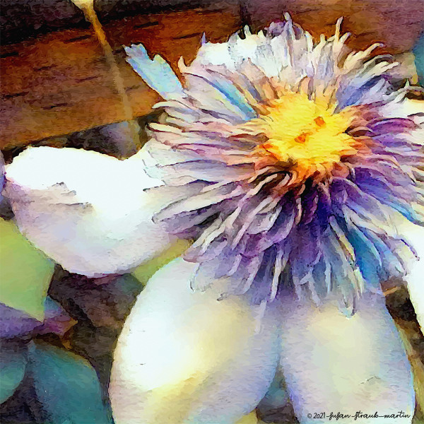 White and Purple by Susan Straub-Martin