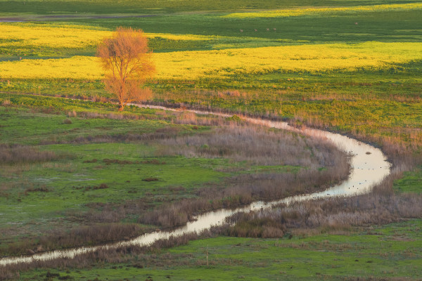 Bare Tree and Creek with Yellow Mustard Flowers at Sunset, Coyote Hills Regional Park, Alameda Co... by Rob Badger