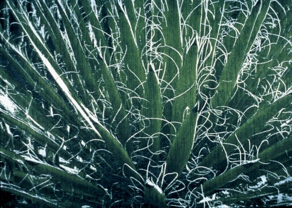 Yucca Carnerosana by Cathy Bolding