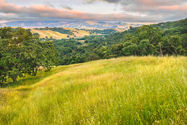 Oak Woodland and Grasses Changing from Green to Gold, Pleasanton Ridge Regional Park, Alameda Cou... by Rob Badger